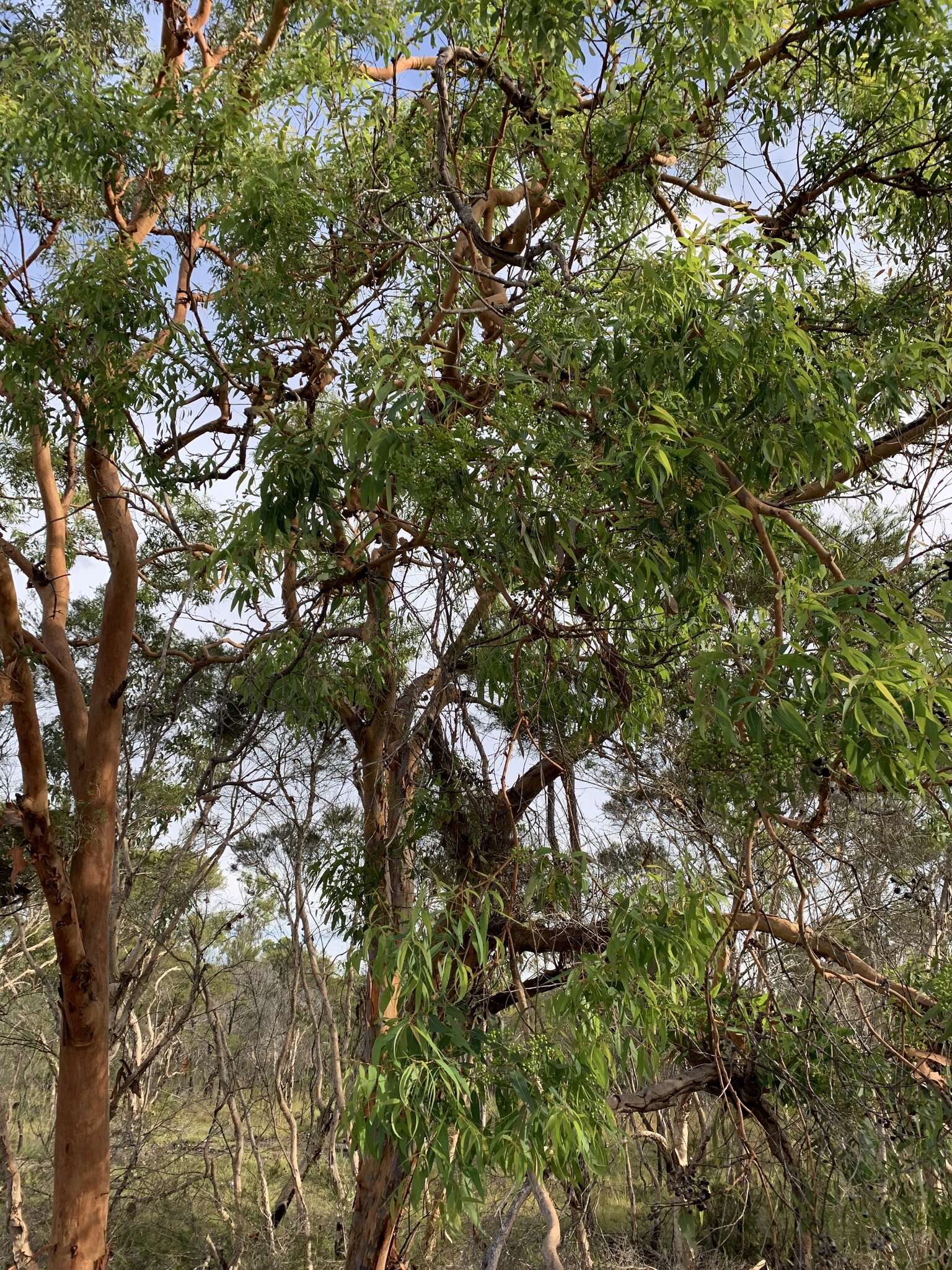 Angophora leiocarpa (L. Johnson ex G. Leach) K. R. Thiele & P. Y. Ladiges的圖片