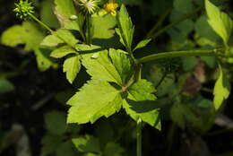 Image de Ranunculus silerifolius H. Lév.