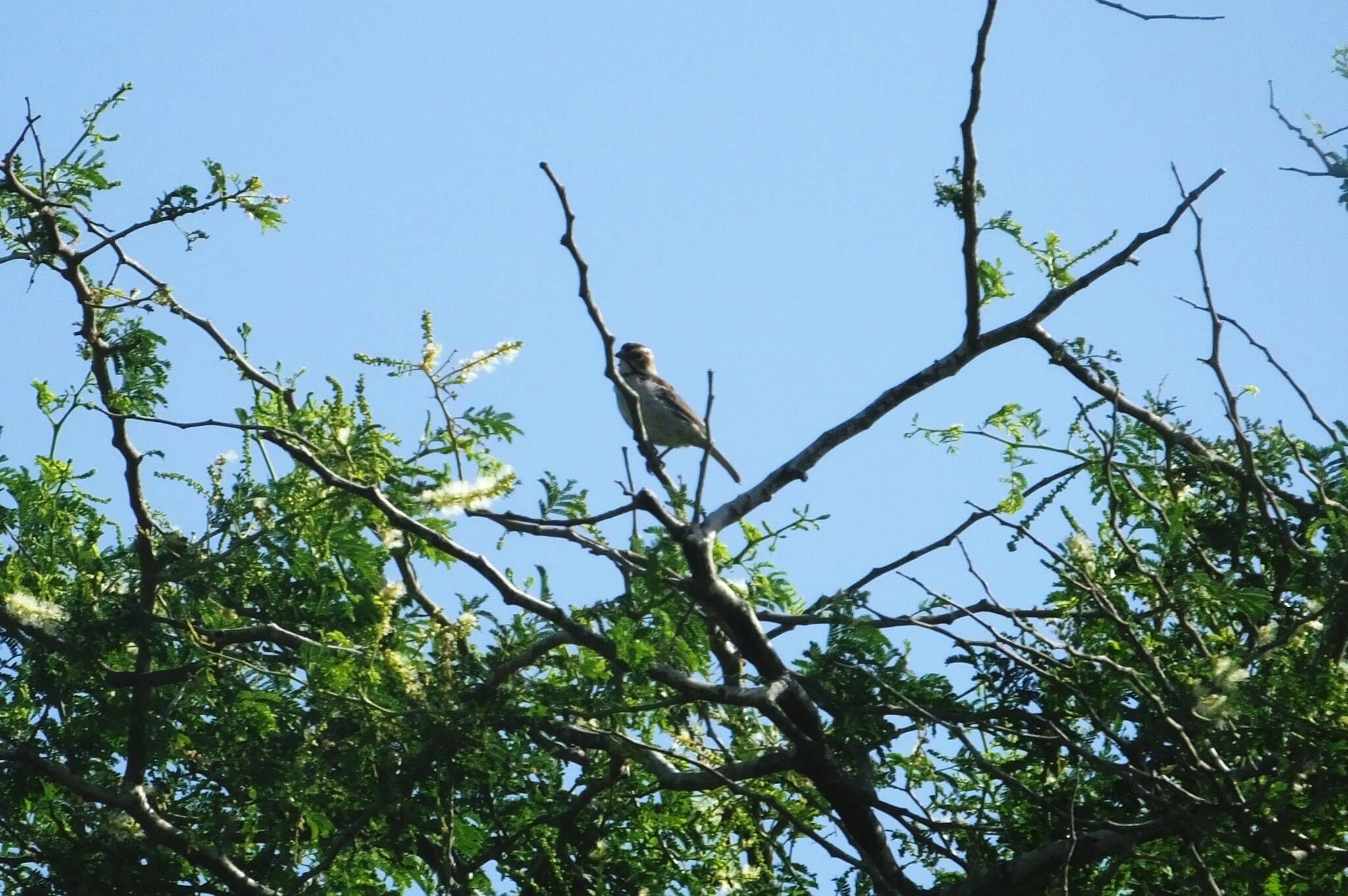 Image of Chestnut-crowned Sparrow-Weaver