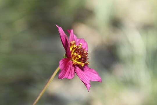 Plancia ëd Cosmos ramirezianus Art. Castro, Harker & Aarón Rodr.