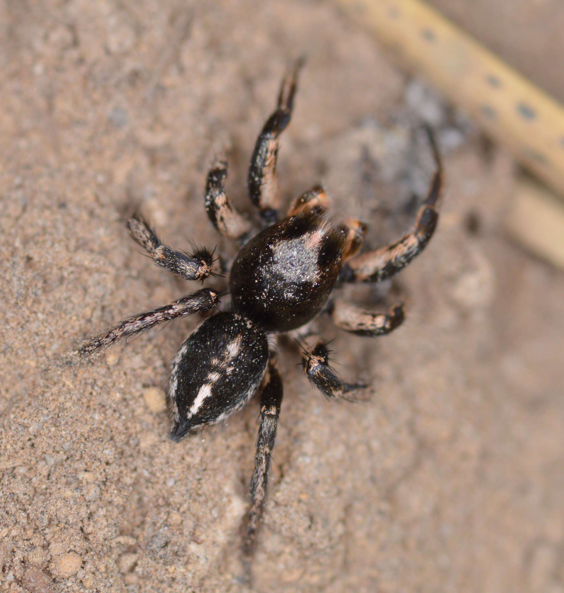 Image of Habronattus kubai (Griswold 1979)