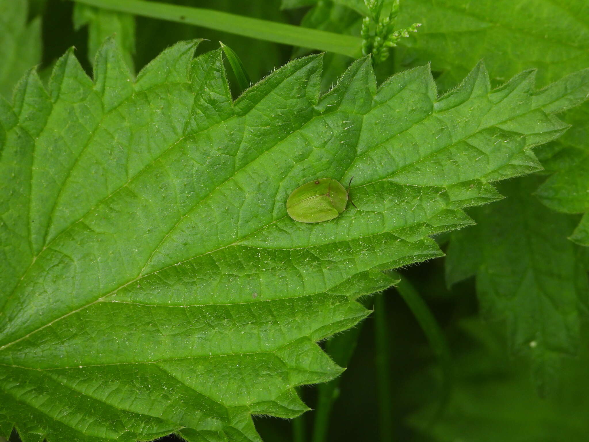 Image of Cassida (Odontionycha) viridis Linnaeus 1758