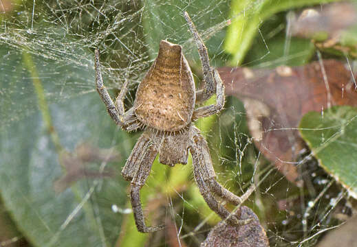 Image of Cyrtophora exanthematica (Doleschall 1859)