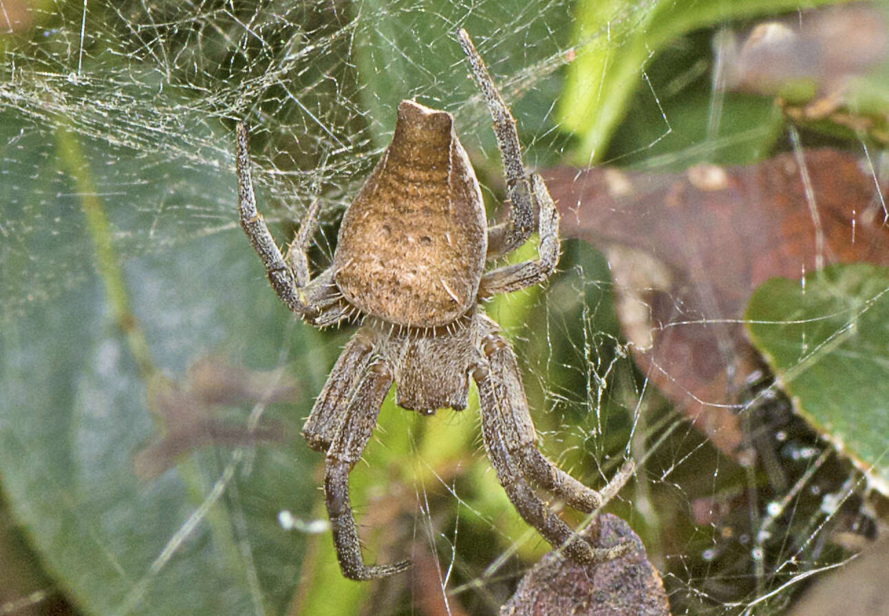 Imagem de Cyrtophora exanthematica (Doleschall 1859)