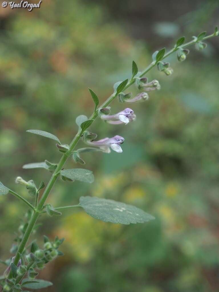 Image de Scutellaria brevibracteata Stapf