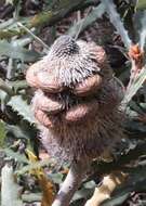 Image of Banksia pilostylis C. A. Gardner