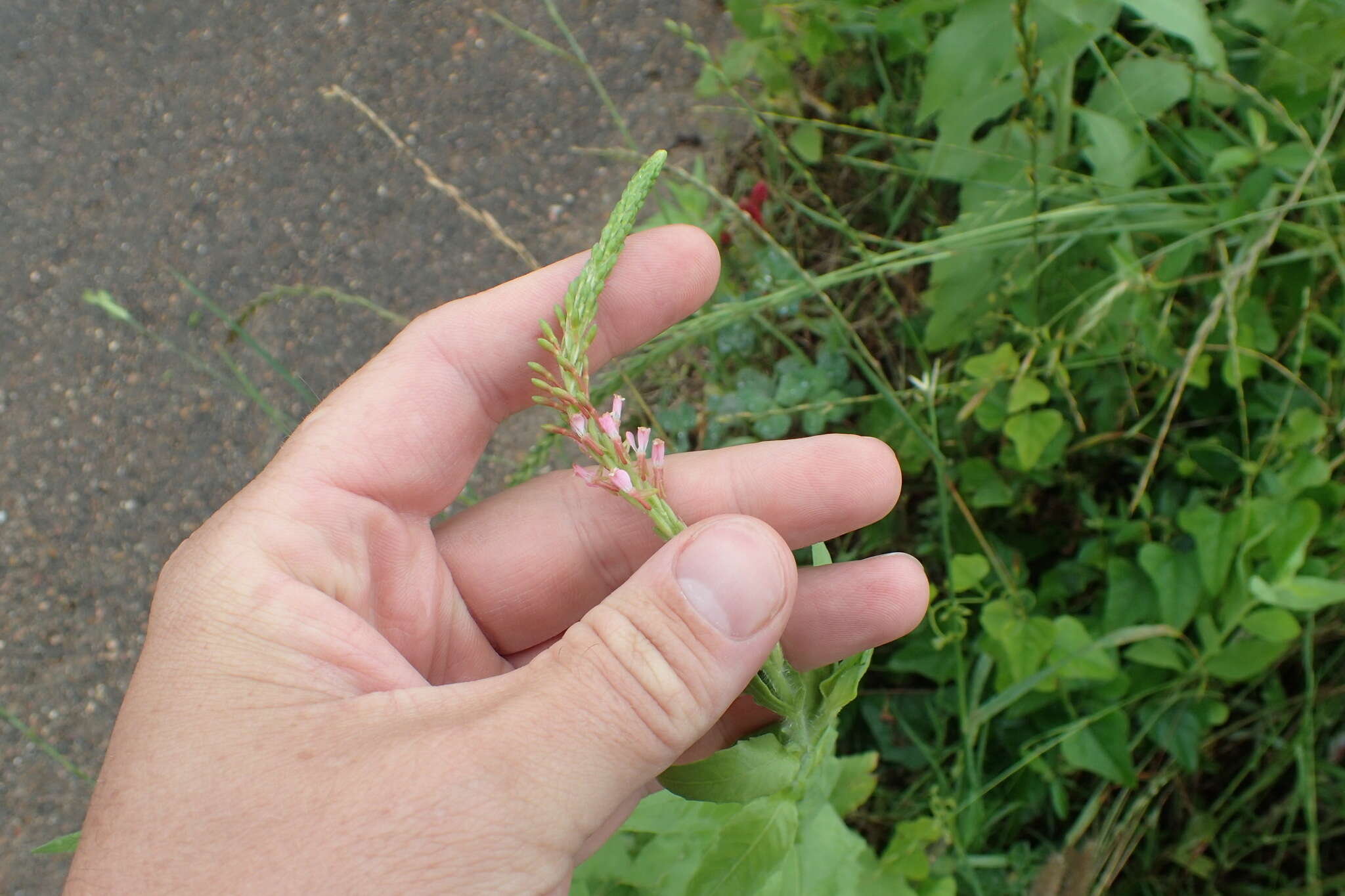 Image of Velvetweed