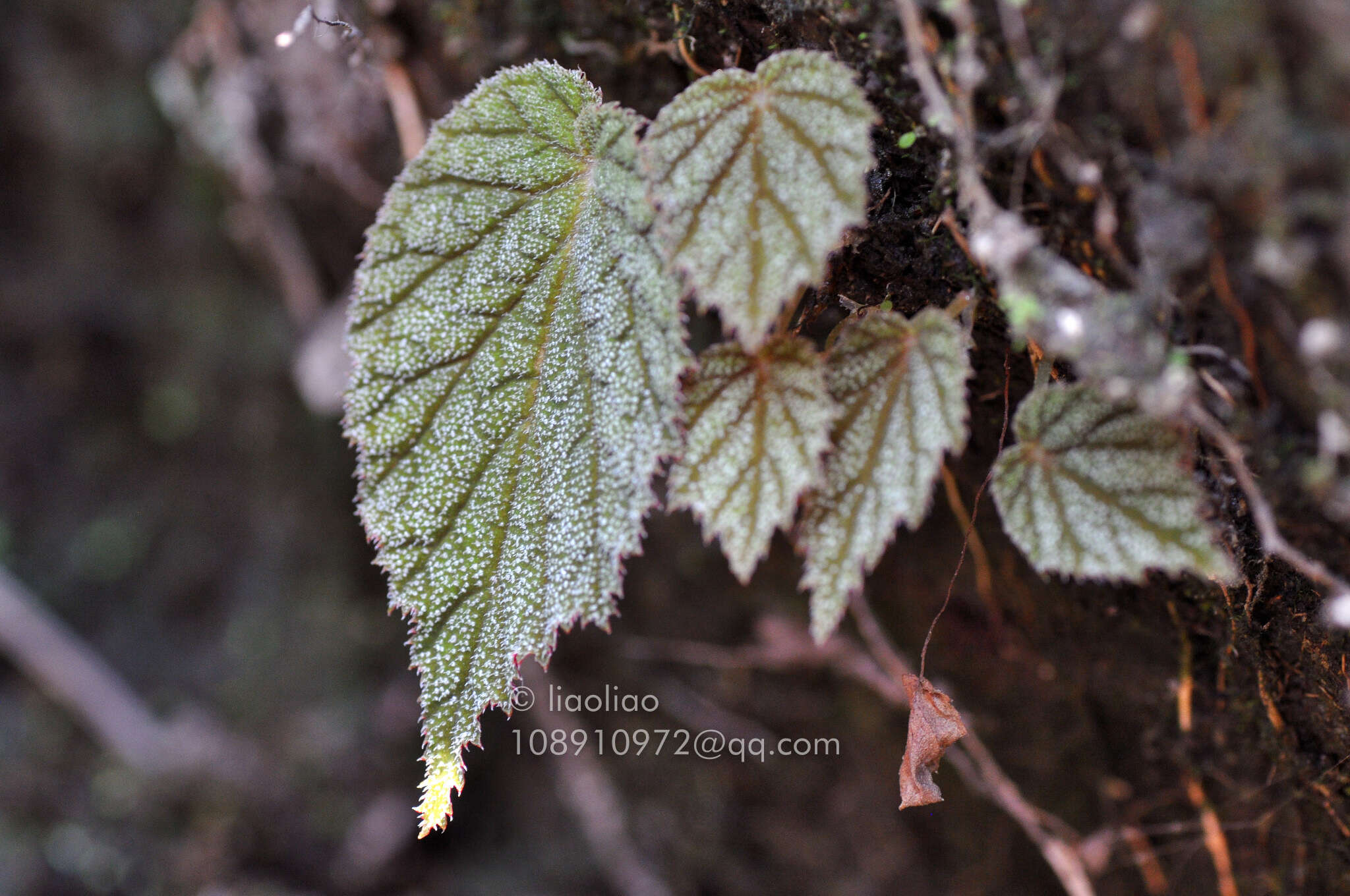 Image of Begonia fimbristipula Hance