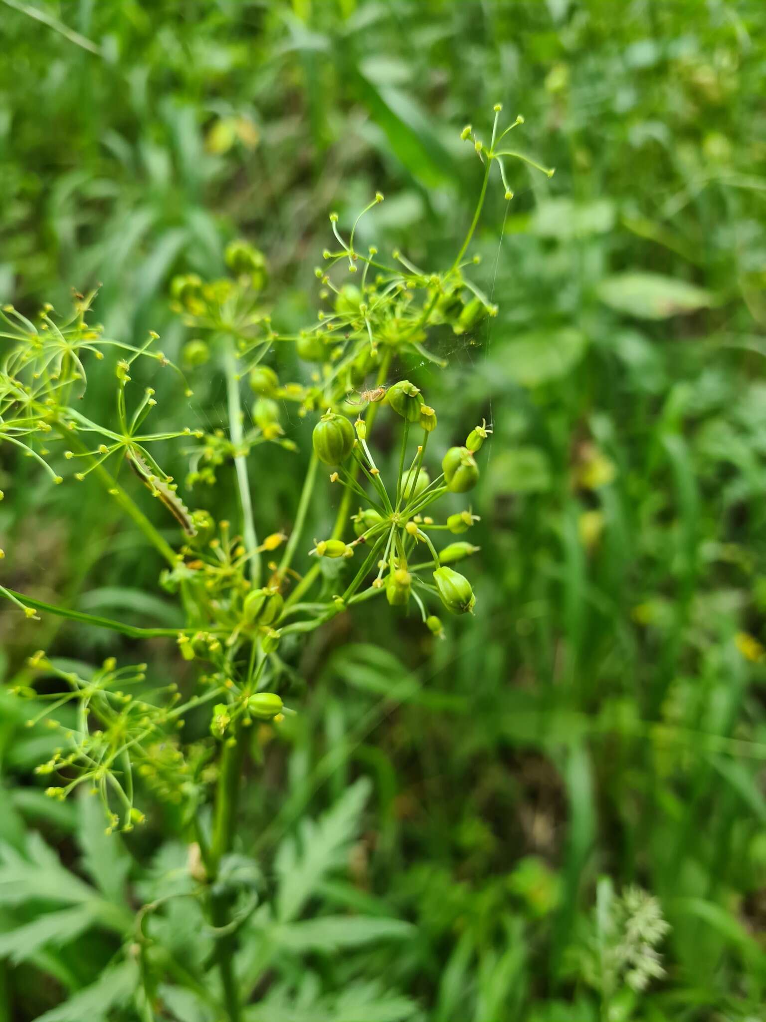 Image of Eleutherospermum cicutarium (M. Bieb.) Boiss.