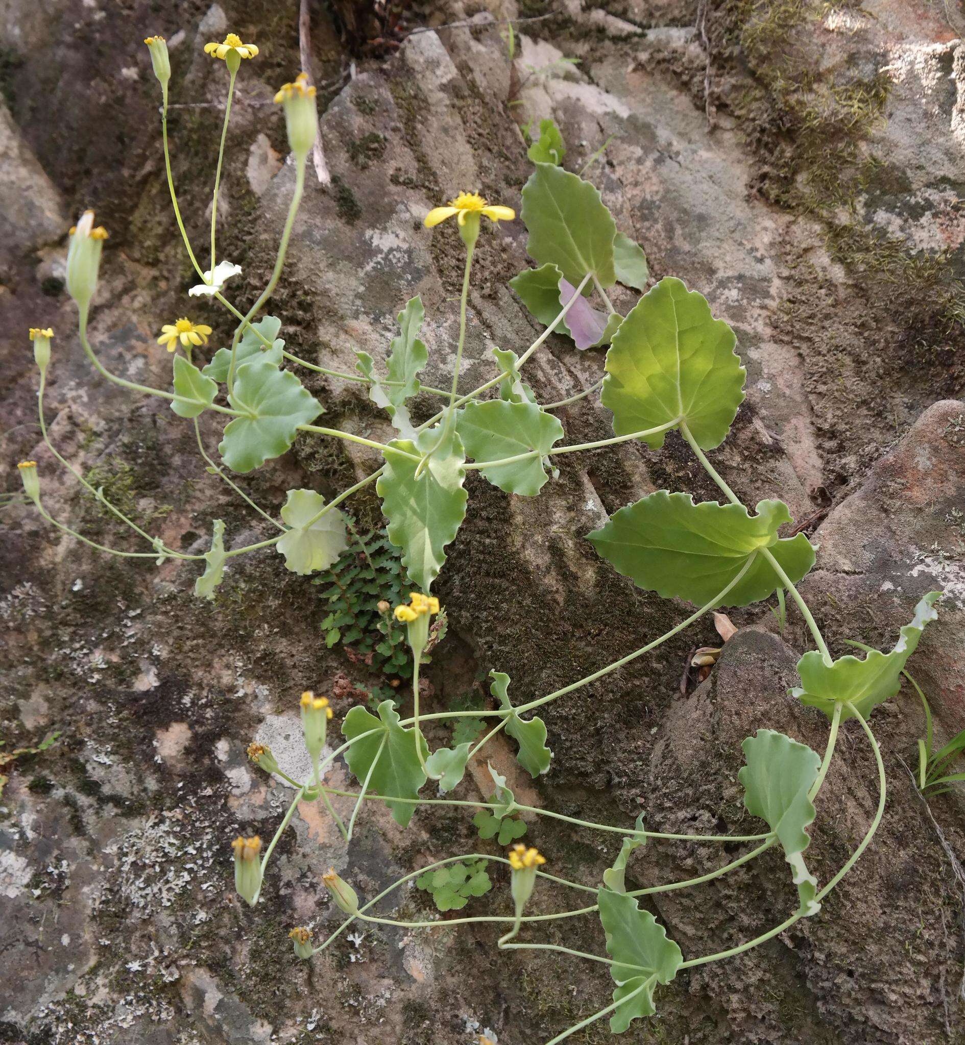 Image of Othonna perfoliata (L. fil.) Sch. Bip.