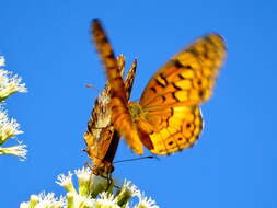 Image of Variegated Fritillary