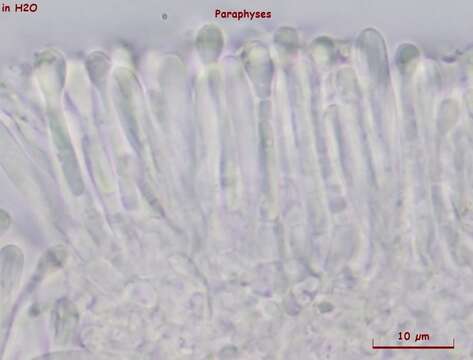 Image of Orbilia sinensis (Z. F. Yu & K. Q. Zhang) Baral, Z. F. Yu & E. Weber 2015