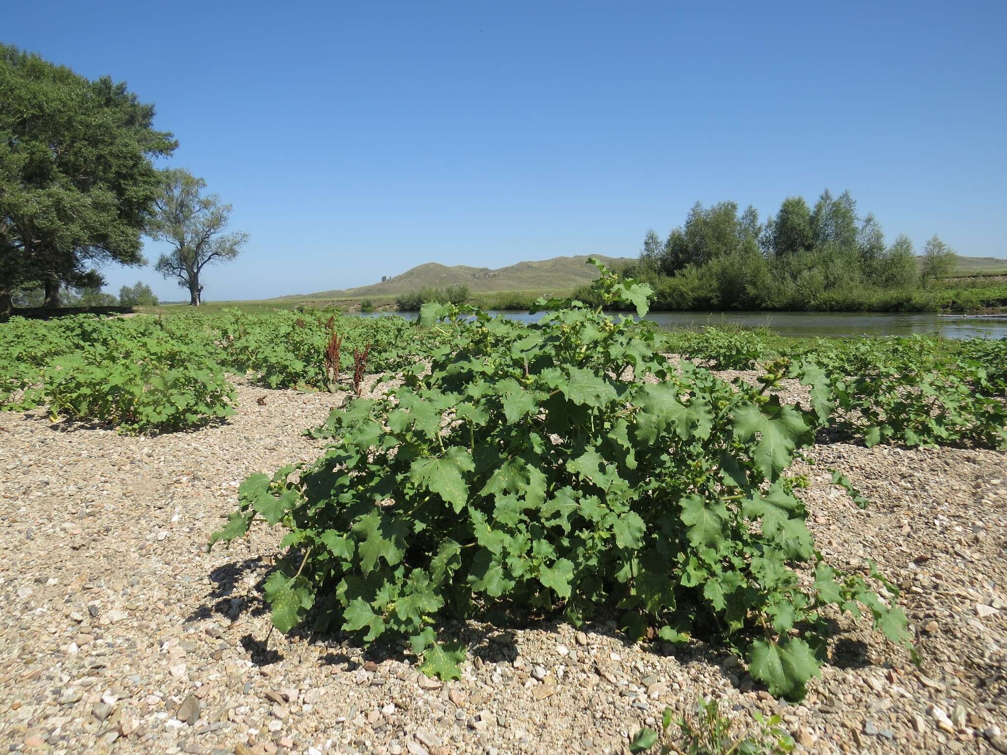 Imagem de Xanthium orientale subsp. riparium (Celak.) Greuter