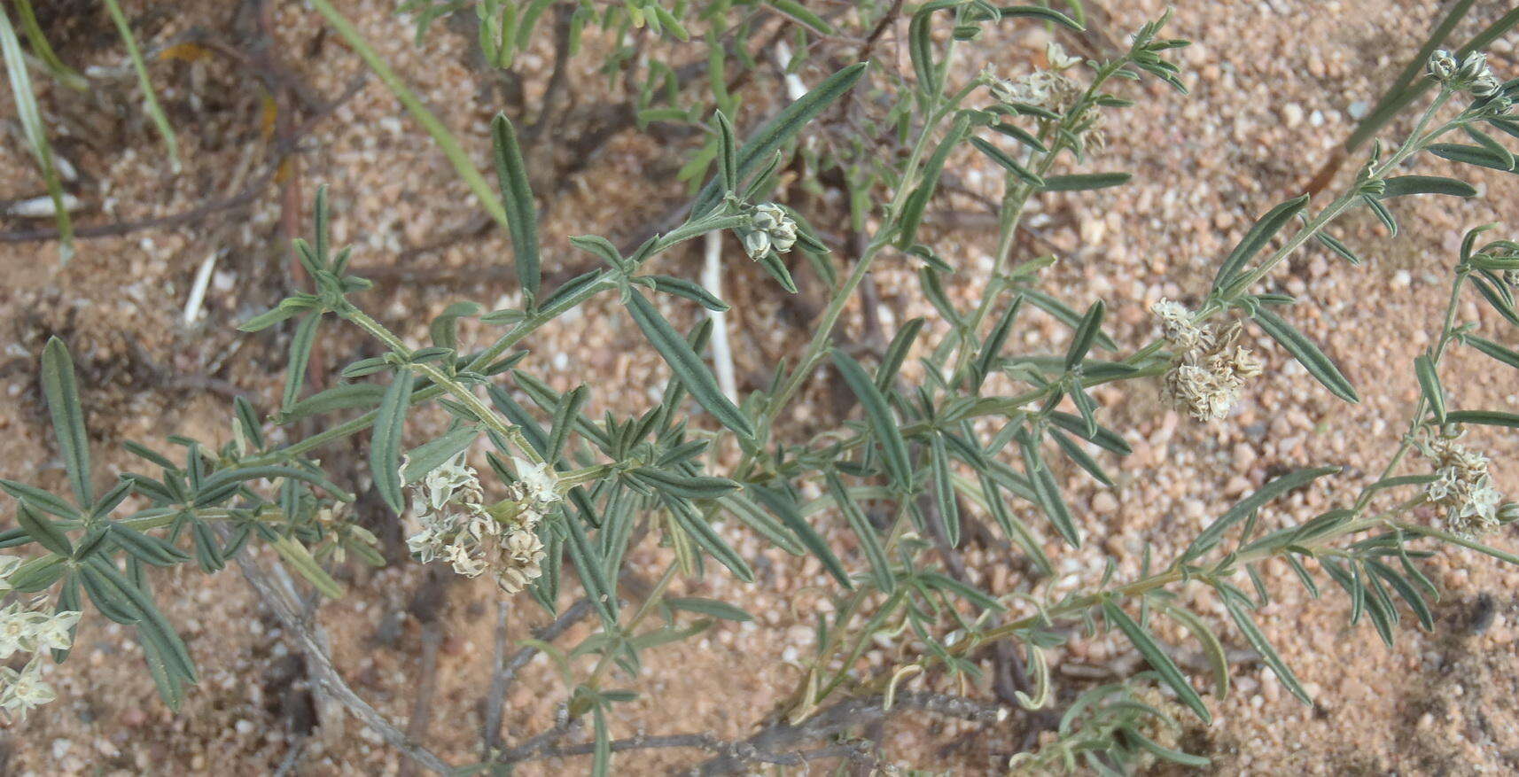 Image of Limeum aethiopicum subsp. aethiopicum