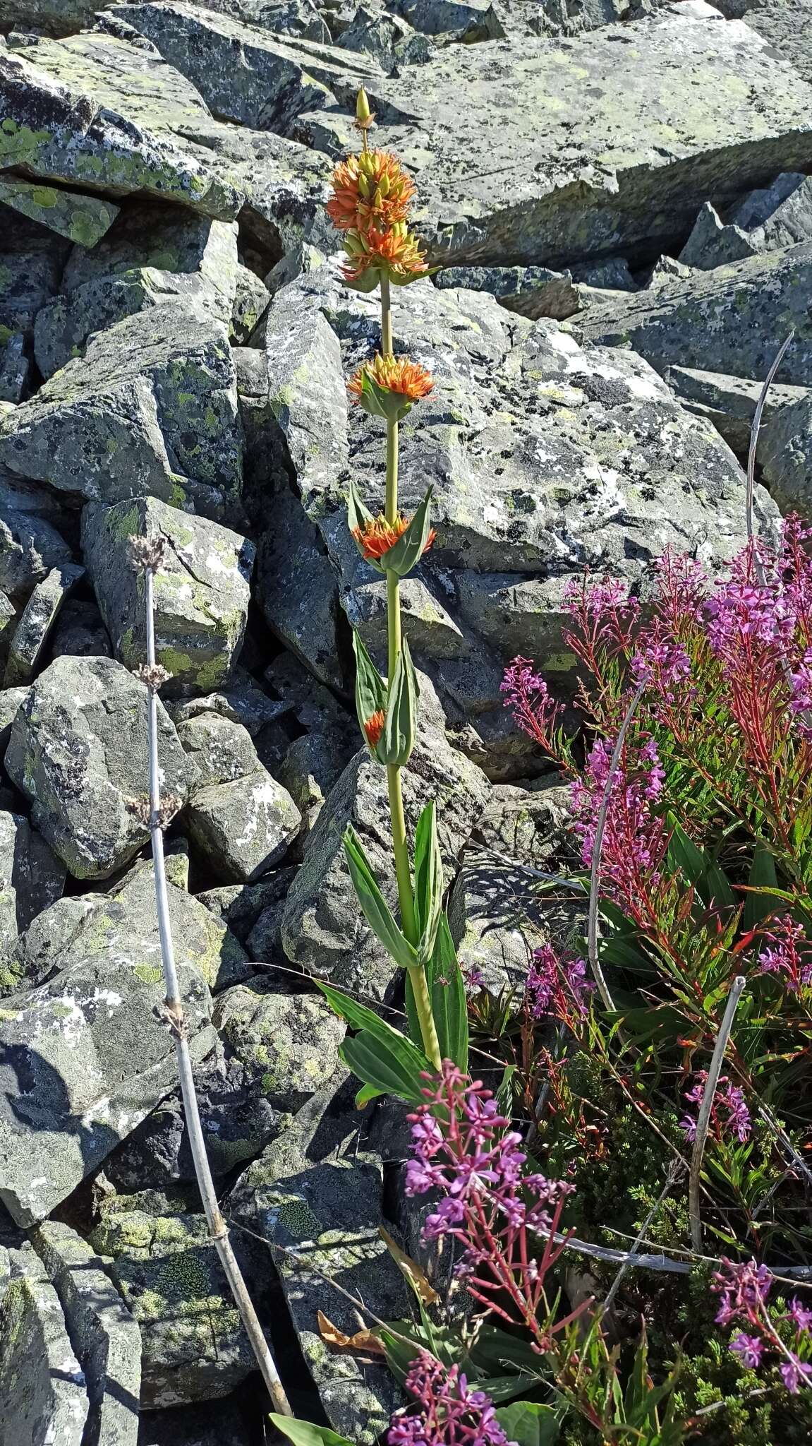 Image of Gentiana lutea subsp. aurantiaca M. Laínz