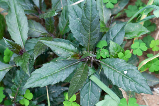 Image of Cineraria hybrids