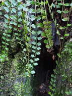 Image of Asplenium flabellifolium Cav.