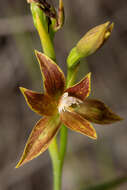 صورة Thelymitra fuscolutea R. Br.