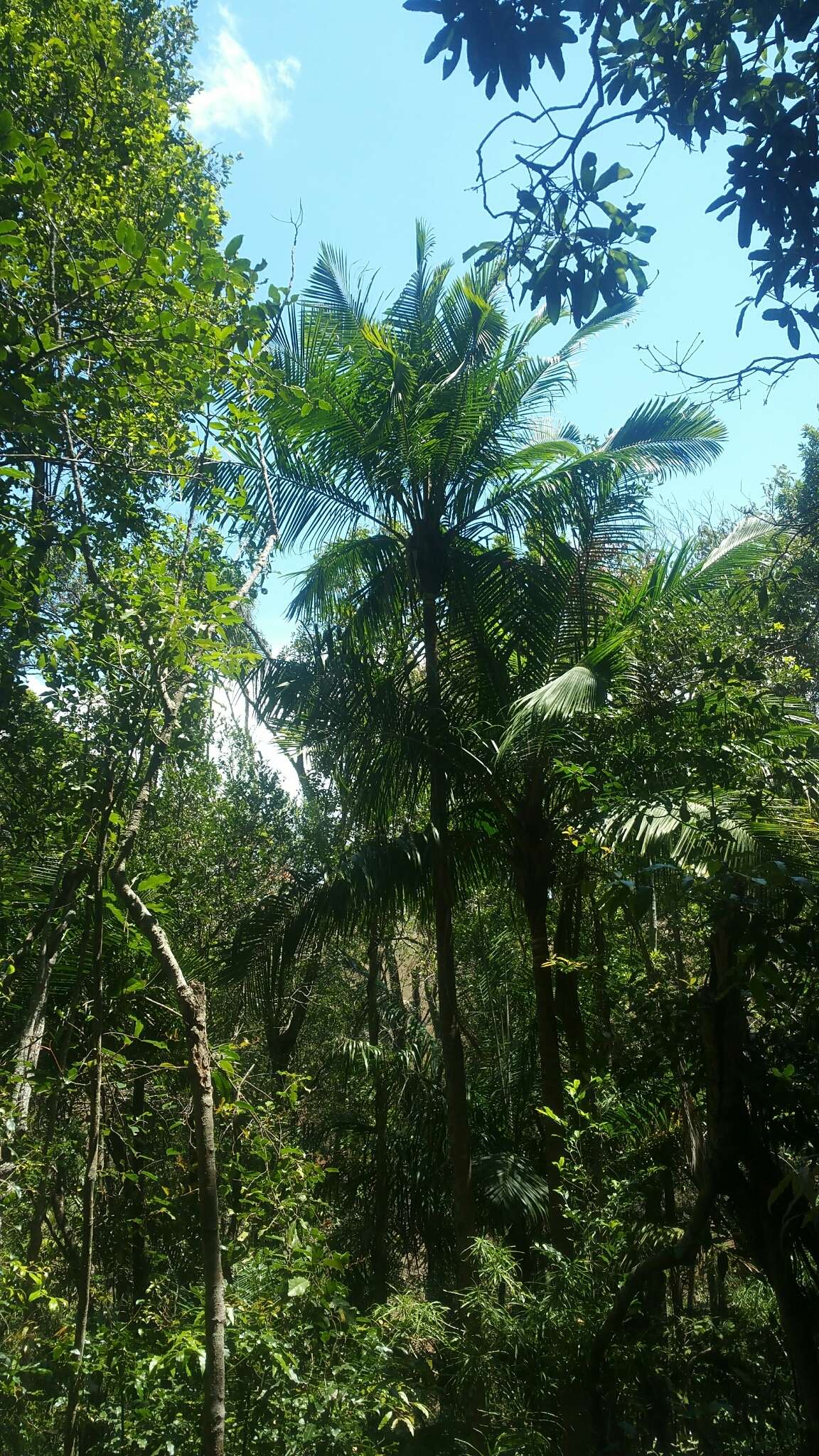 Image of Ravenea madagascariensis Becc.