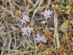 Image of Melanospermum foliosum (Benth.) O. M. Hilliard