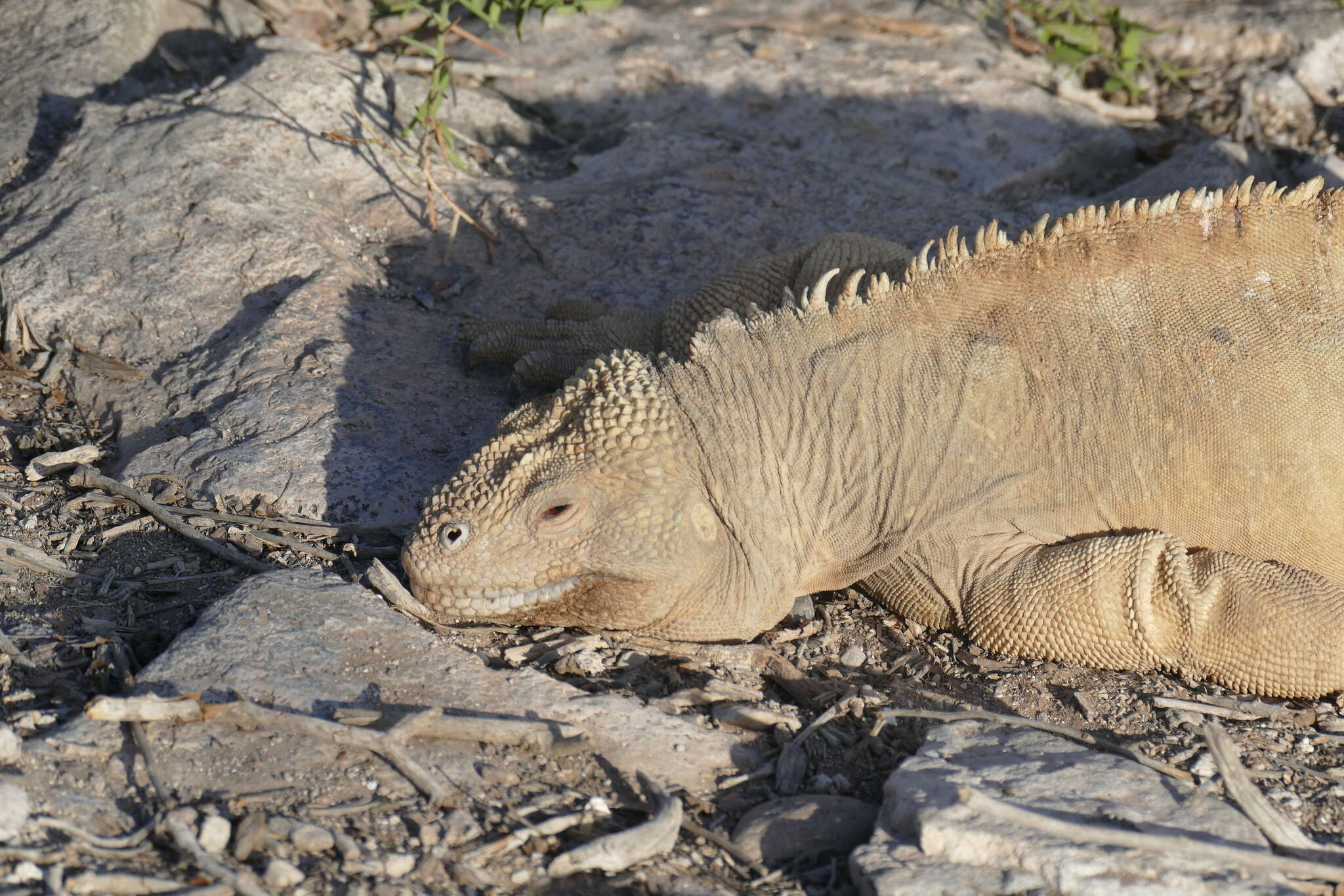 Image de Iguane terrestre de l'île Santa Fe