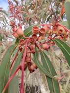 Слика од Corymbia trachyphloia (F. Müll.) K. D. Hill & L. A. S. Johnson