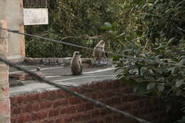 Image of Northern plains gray langur