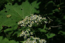 Image of Aster glehnii