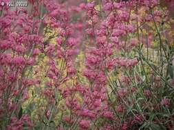 Image of Centranthus longiflorus Stev.