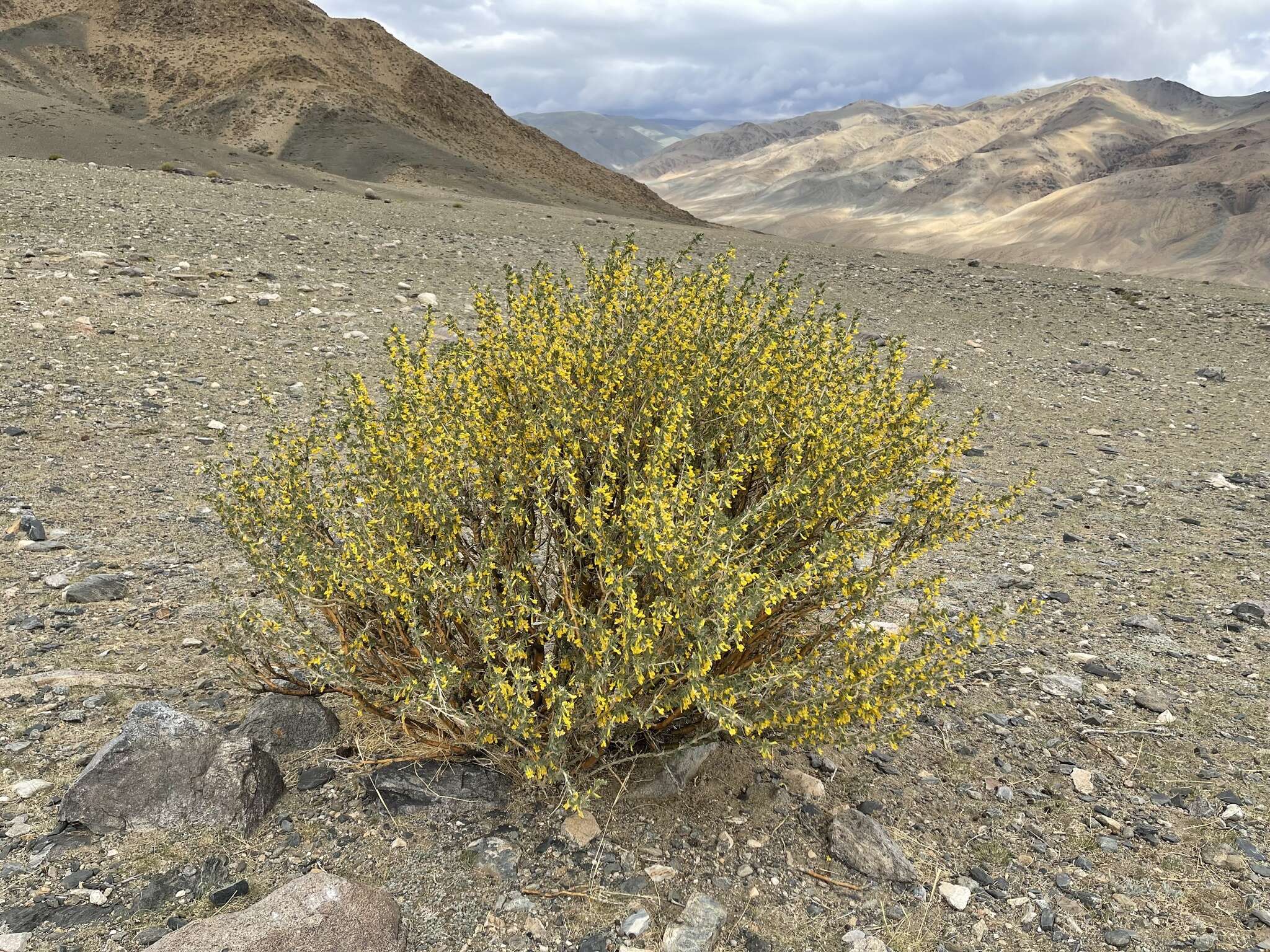 Image of Caragana leucophloea Pojark.