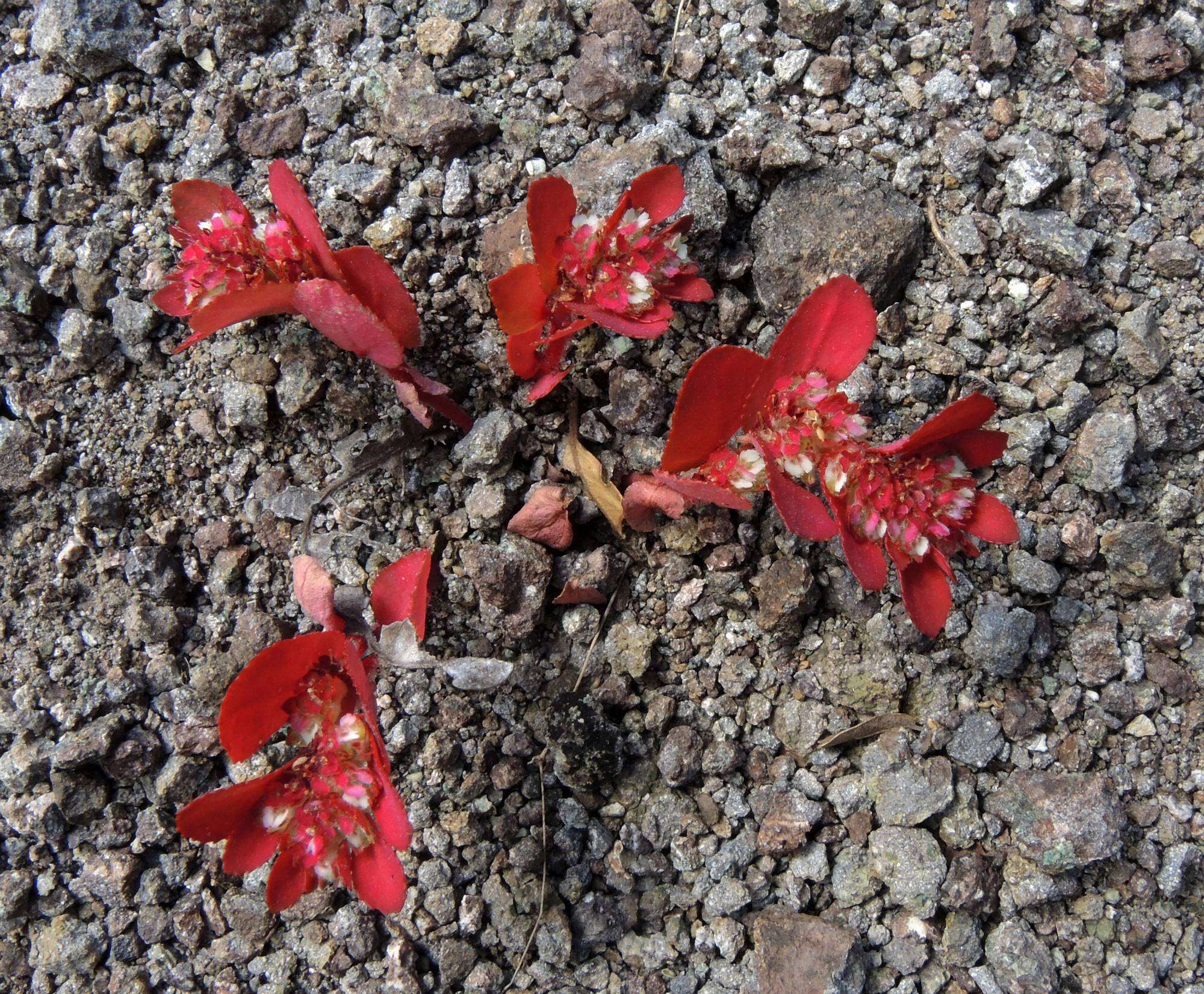 Euphorbia densiflora (Klotzsch) Klotzsch的圖片