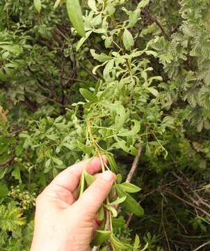 Image of Polemannia