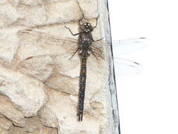 Image of California Darner