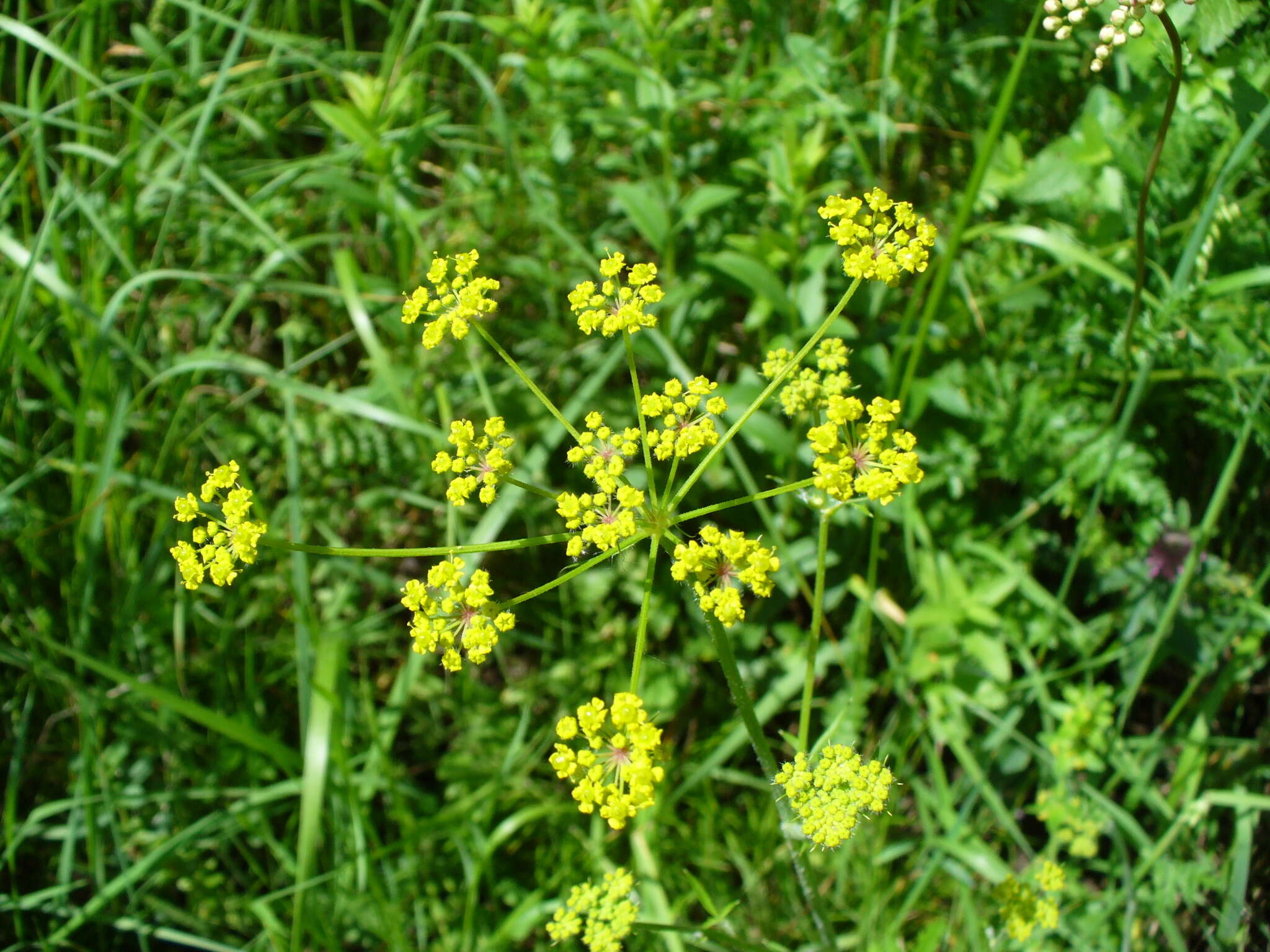 Image of Pastinaca pimpinellifolia M. Bieb.