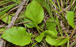 Image of Louisiana goldenrod