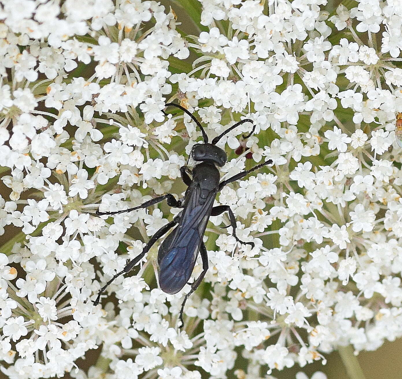 Anoplius nigerrimus (Scopoli 1763) resmi