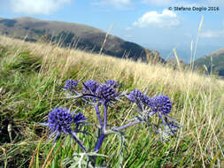 Eryngium amethystinum L. resmi