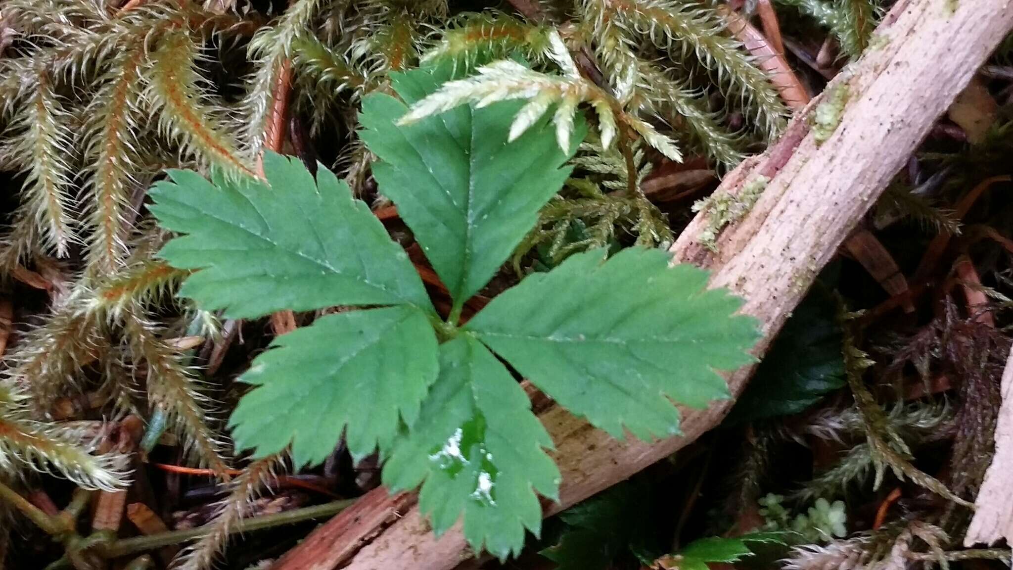 Rubus pedatus Sm. resmi