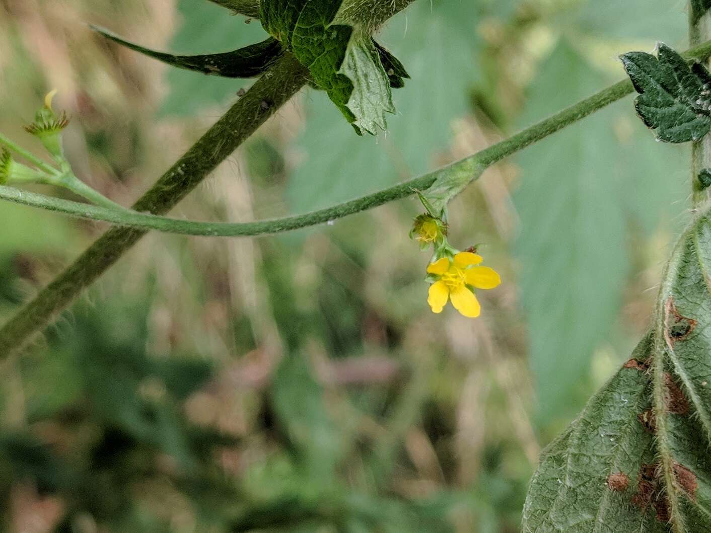 Agrimonia pubescens Wallr. resmi