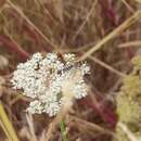 Plancia ëd Colletes nigricans Gistel 1857