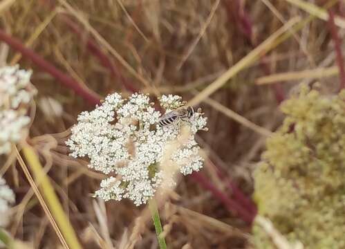 Imagem de Colletes nigricans Gistel 1857