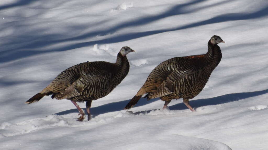 Imagem de Meleagris gallopavo intermedia Sennett 1879