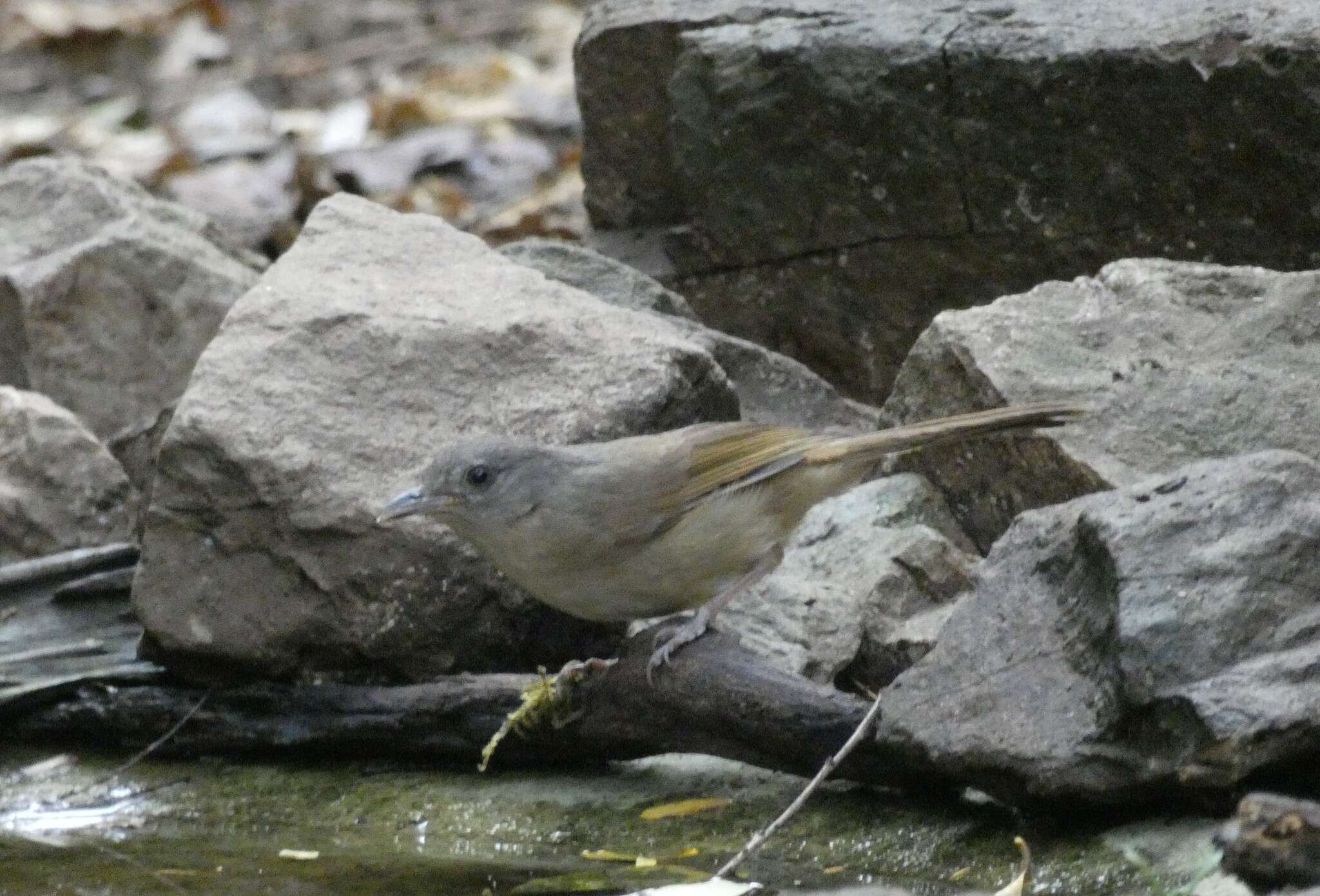 Image of Brown-cheeked Fulvetta