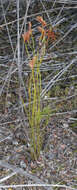Image of Schizaea bifida Willd.