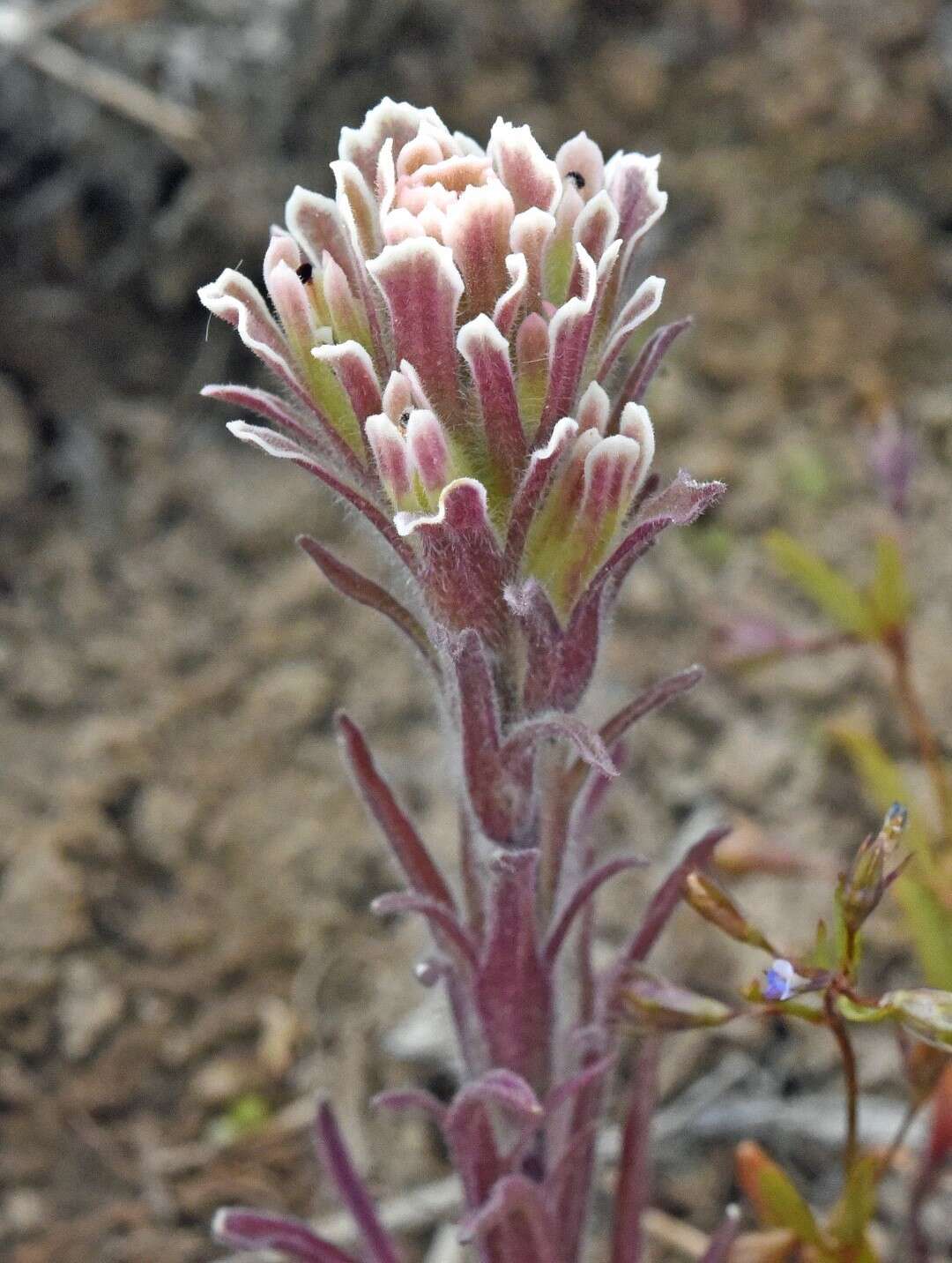 Image of <i>Castilleja <i>pilosa</i></i> var. pilosa