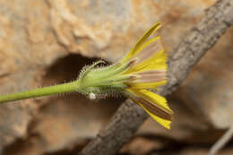 Image of smallflower oxtongue