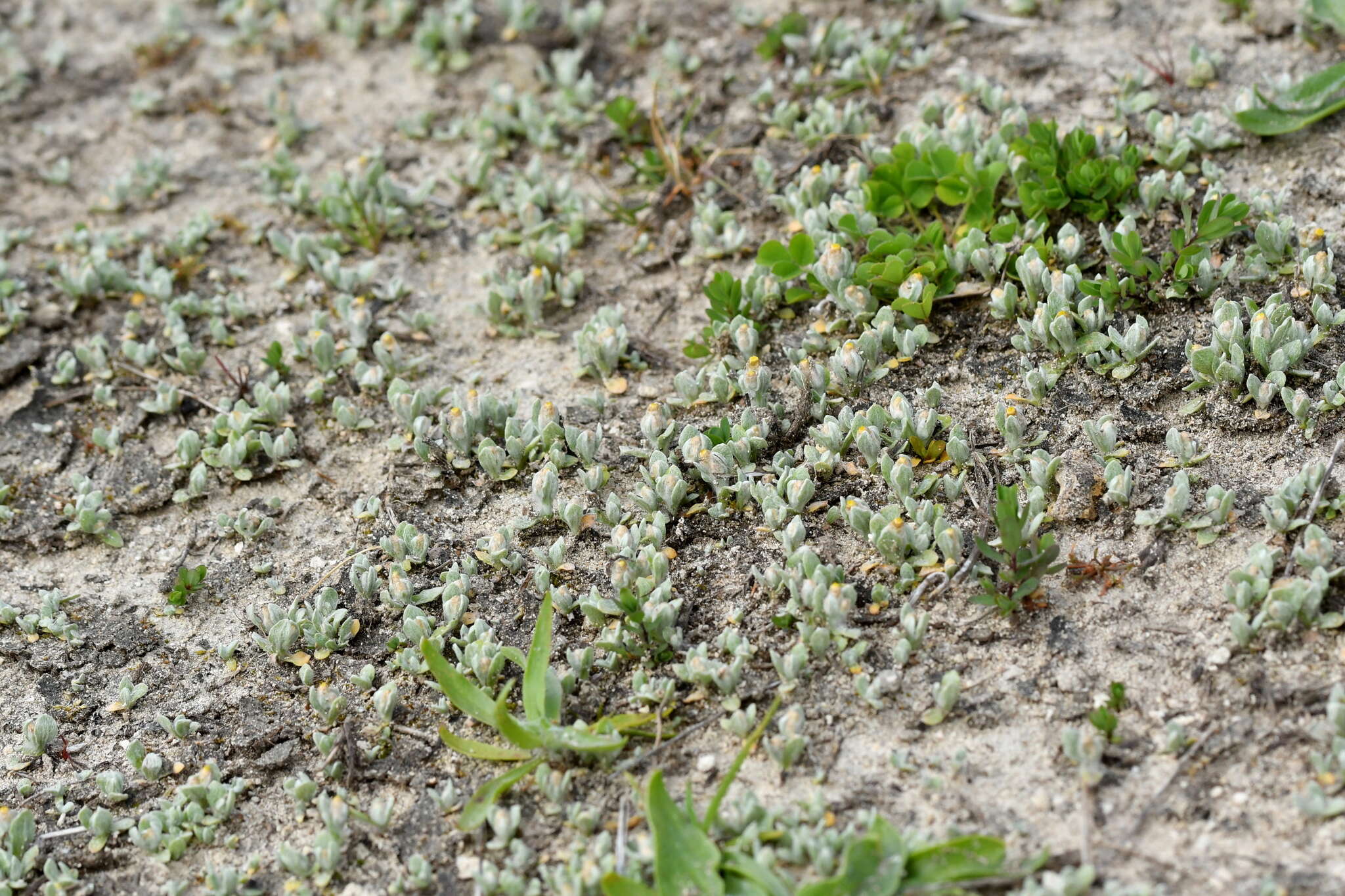 Image of Helichrysum ephemerum (Kirk)