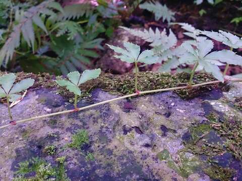 Image of Tetrastigma obtectum (Wall. ex Lawson) Planch. ex Franch.