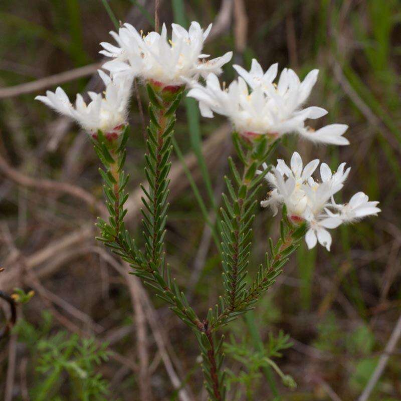 Image of Lachnaea eriocephala L.