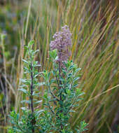 Image de Valeriana microphylla Kunth